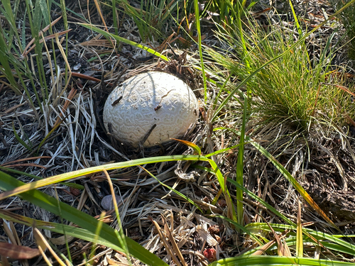 iNaturalist observation photo of amanita mushrooms