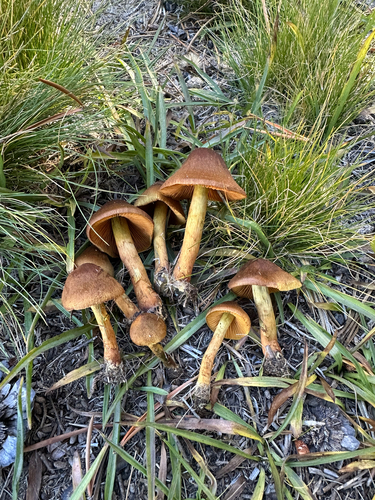 iNaturalist observation photo of Webcaps