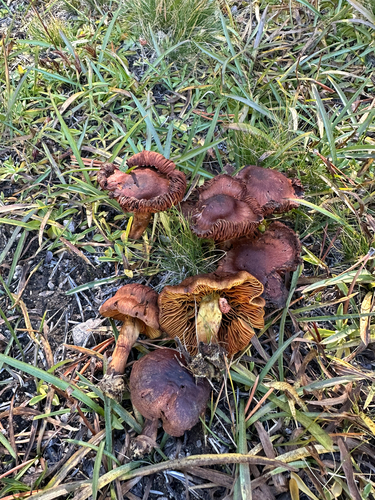 iNaturalist observation photo of Webcaps