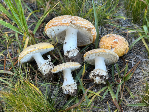 iNaturalist observation photo of Sunshine Amanita