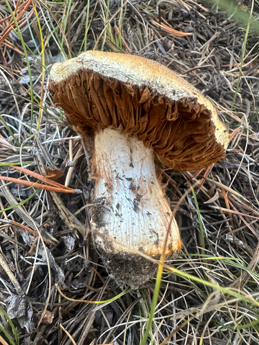 iNaturalist observation photo of Webcaps