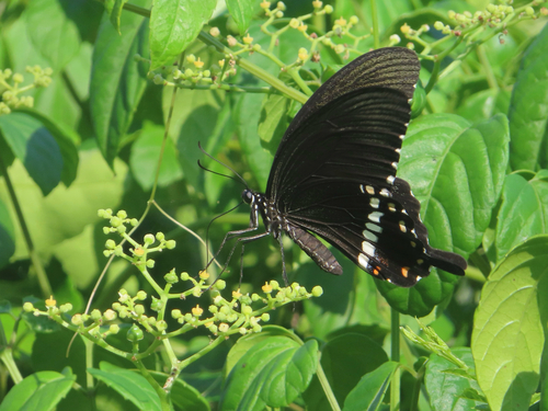 Common Mormon Swallowtail