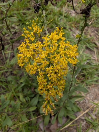 field goldenrod