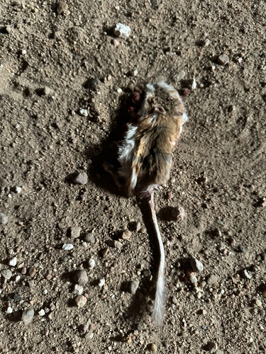 Ord's Kangaroo Rat