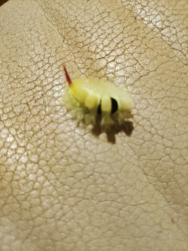 Pale Tussock Moth