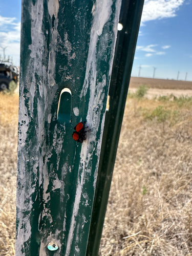Apache Jumping Spider