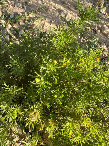 Fetid marigold