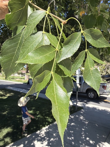 green ash