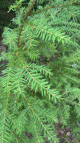 western hemlock