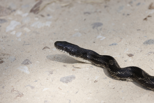 Central Ratsnake
