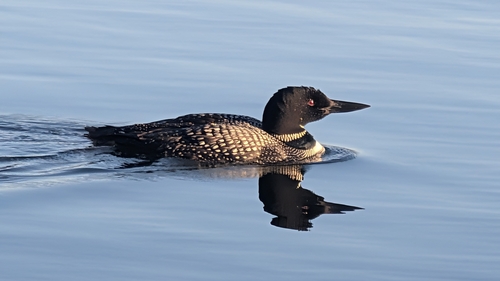 Common Loon