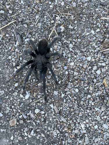 iNaturalist observation photo of Steindachner's Ebony Tarantula