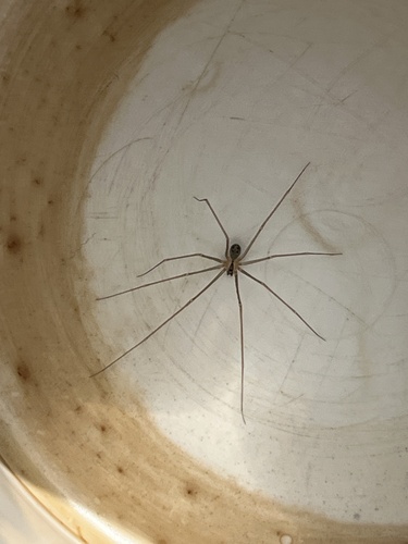 iNaturalist observation photo of Cellar Spiders