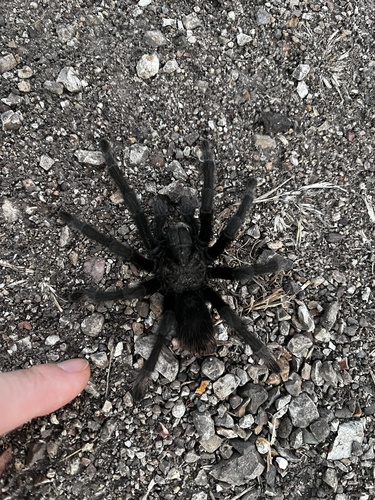 iNaturalist observation photo of Steindachner's Ebony Tarantula