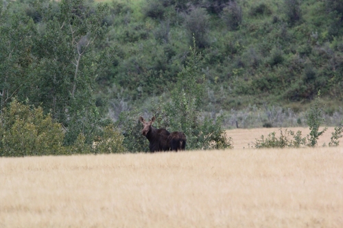 Moose