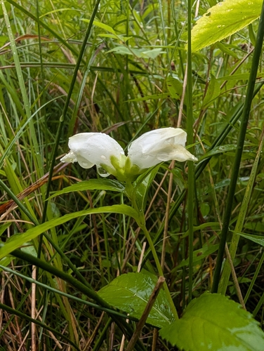 white turtlehead