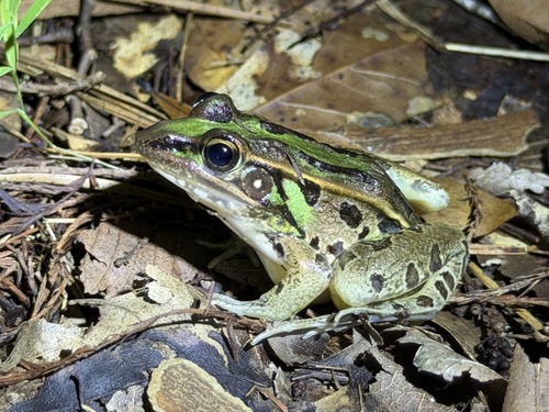 Southern Leopard Frog