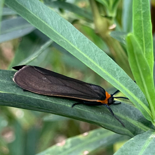 Yellow-collared Scape Moth
