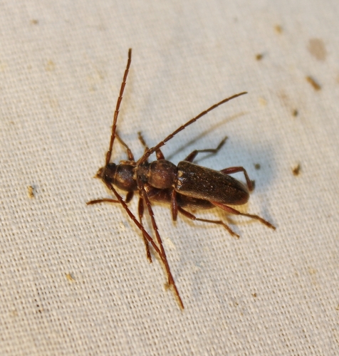 Anelaphus moestus