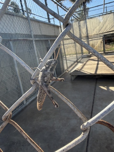 Gray Bird Grasshopper