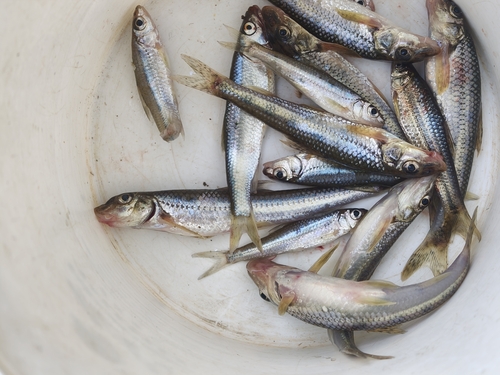 Chinese Lizard Gudgeon