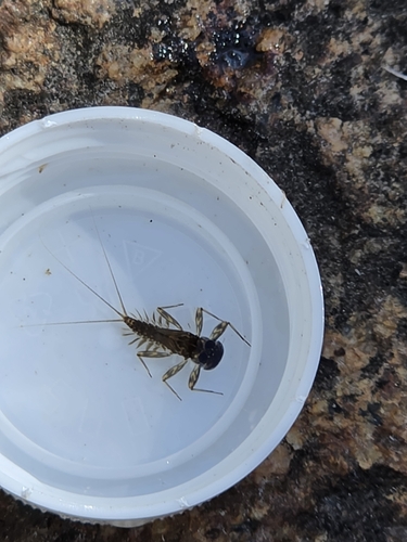 iNaturalist observation photo of Mayflies