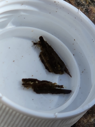 iNaturalist observation photo of Caddisflies