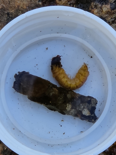 iNaturalist observation photo of Caddisflies