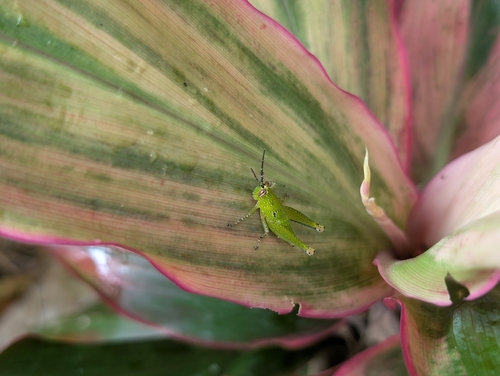 Rufous-legged Grasshopper