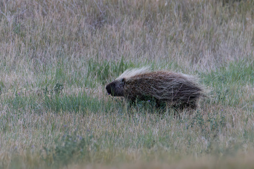 North American Porcupine