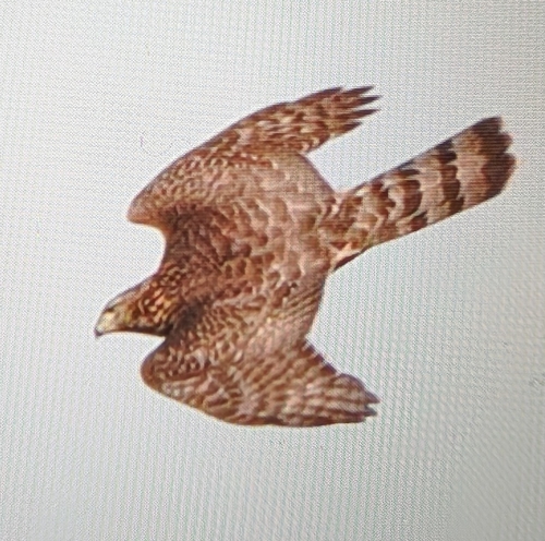 Eurasian Goshawk