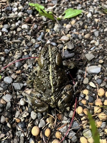 Western Toad