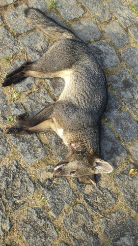 Crab-eating Fox