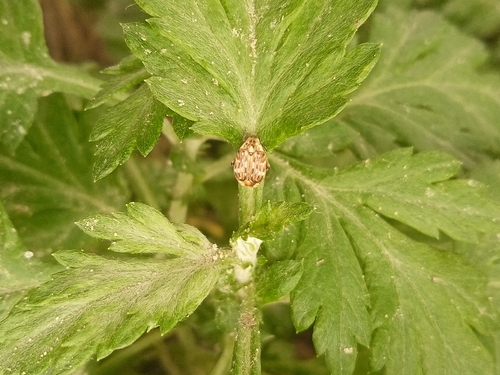 Bean Weevil