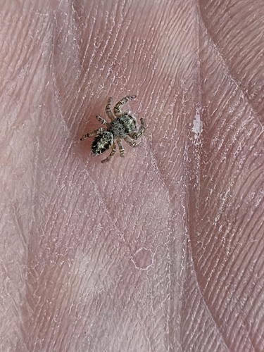 Pelegrina aeneola