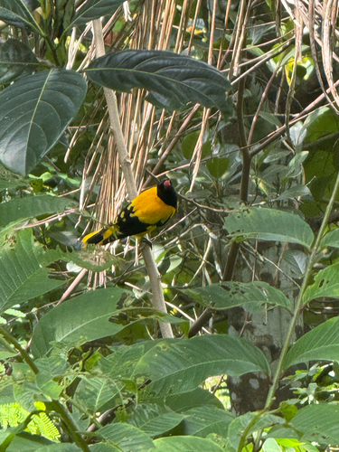Black-hooded Oriole