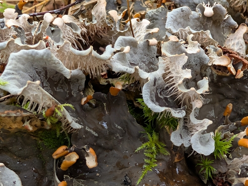 membranous pelt lichen
