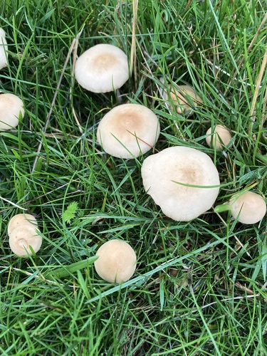 fairy ring marasmius