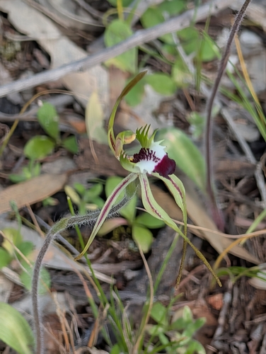 Caladenia rileyi