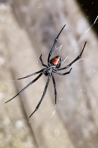 Western Black Widow