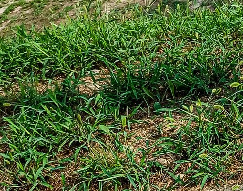Green Bristle Grass