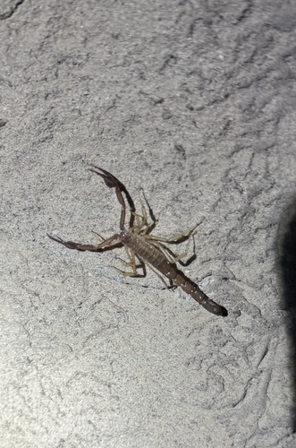 Stahnkeus subtilimanus