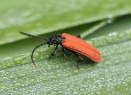 Platycis minutus