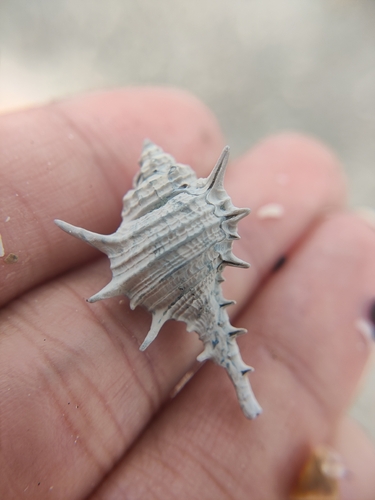 rare-spined murex
