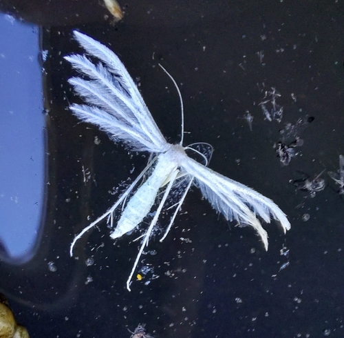 White Plume Moth