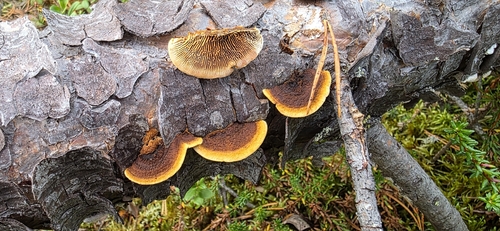 Conifer Mazegill