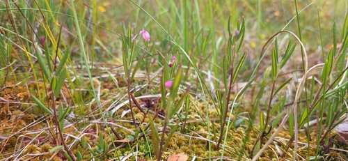 Wild Rosemary