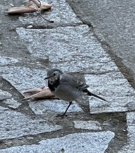 White Wagtail