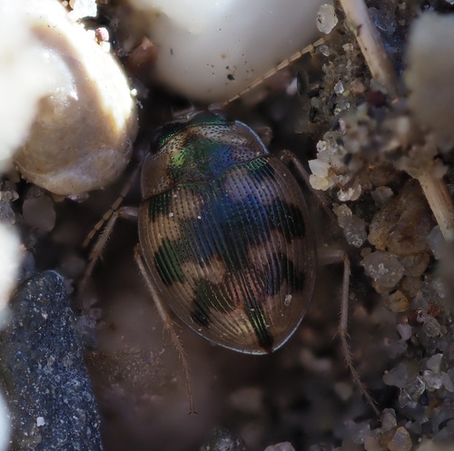 spangled button beetle