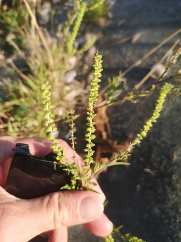 common ragweed